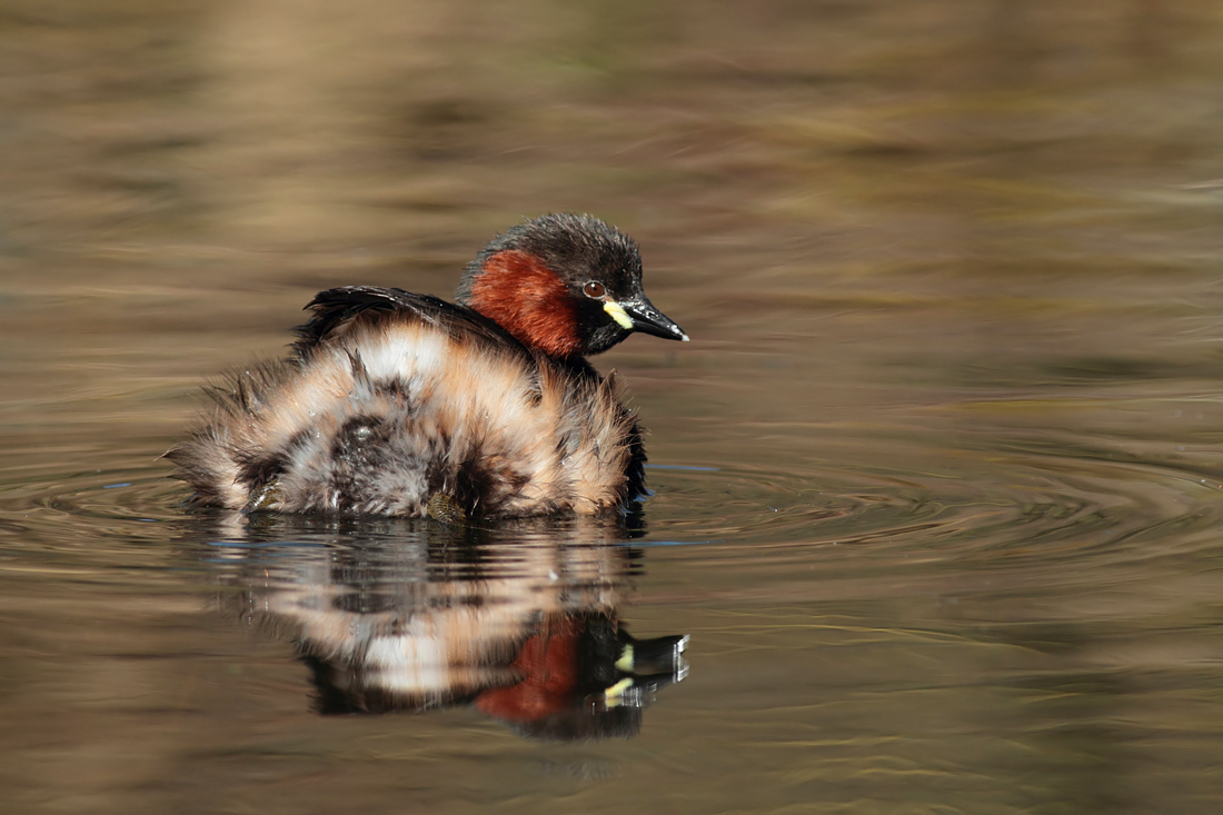 Little Grebe 3